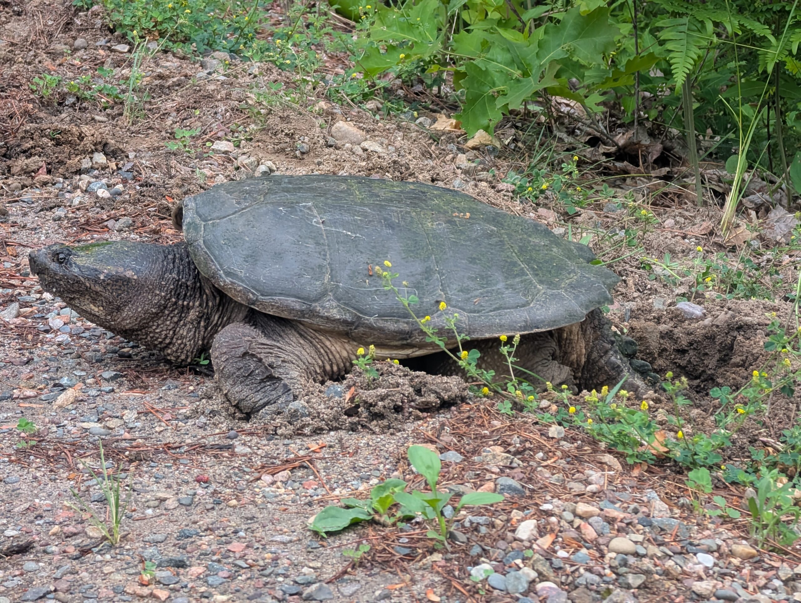 Turtle a long the road on Pelican Lake